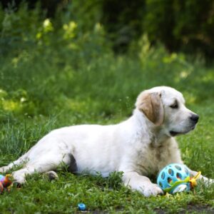 Cassio Golden Retriever