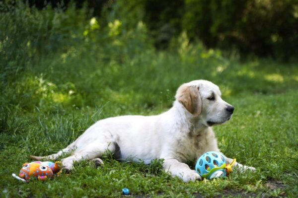 Cassio Golden Retriever