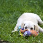 Cassio-male-golden-retriver-puppy-for-sale-1 (3)