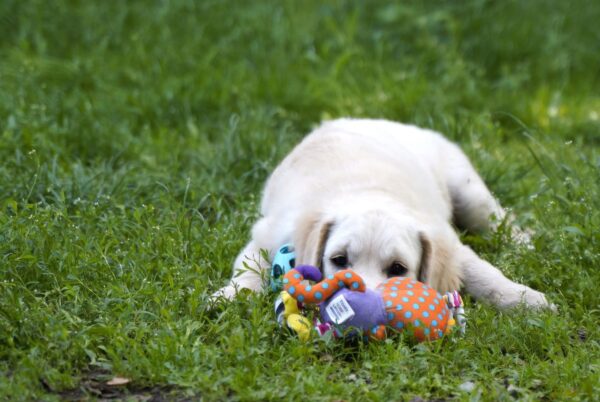 Cassio Golden Retriever