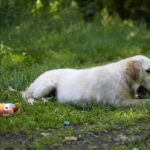 Cassio-male-golden-retriver-puppy-for-sale-1 (4)