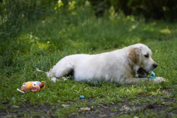 Cassio Golden Retriever