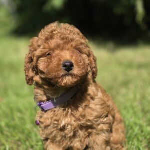 Celine Toy Poodle