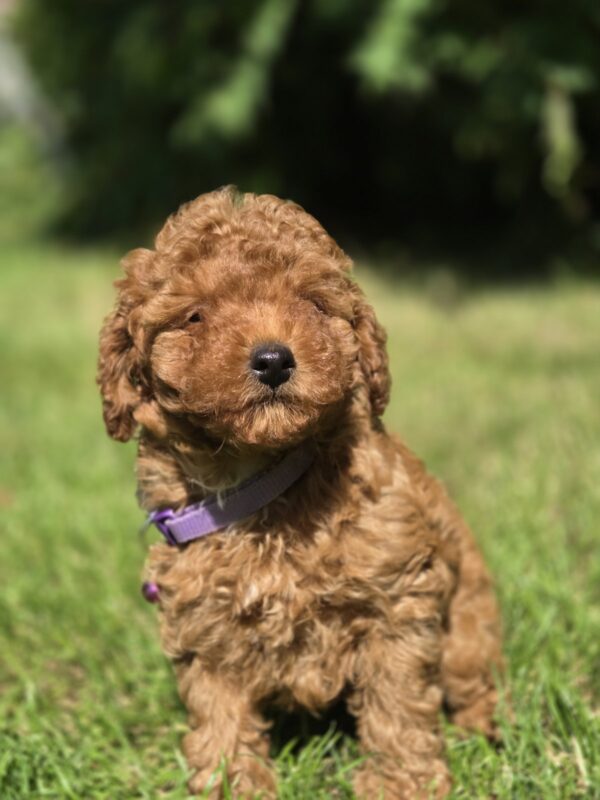 Celine Toy Poodle