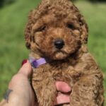 Celine-female-toy-poodle-puppy-for-sale-1 (2)