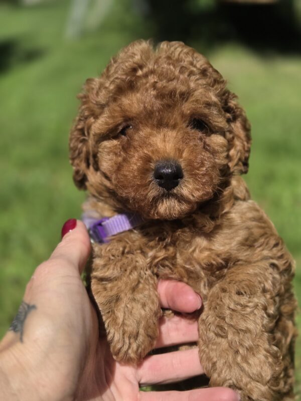Celine Toy Poodle