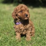 Celine-female-toy-poodle-puppy-for-sale-1 (3)