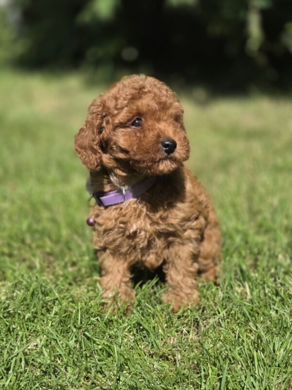 Celine Toy Poodle