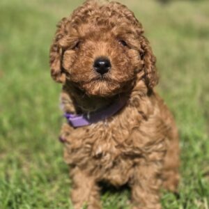 Celine Toy Poodle