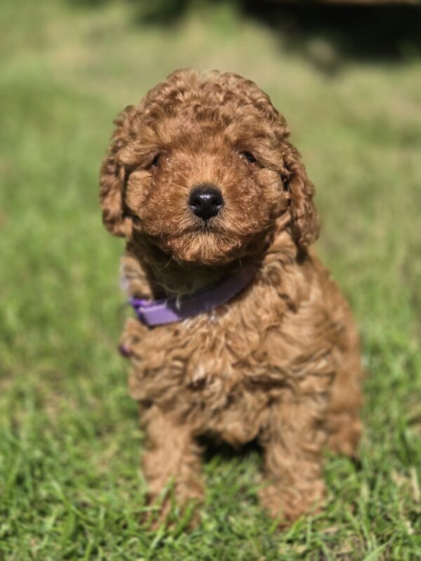 Celine Toy Poodle