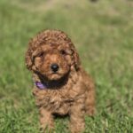 Celine-female-toy-poodle-puppy-for-sale-1 (5)