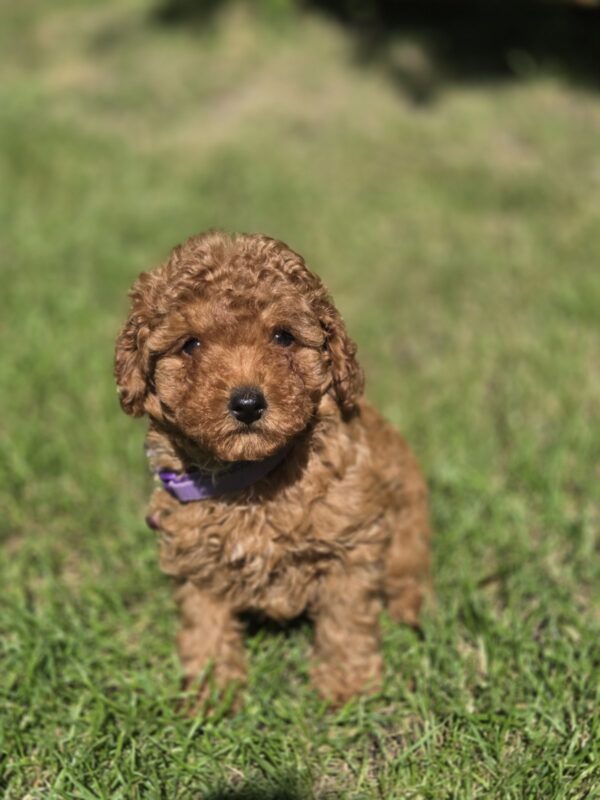 Celine Toy Poodle