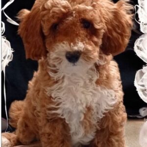 Ceo Maltipoo