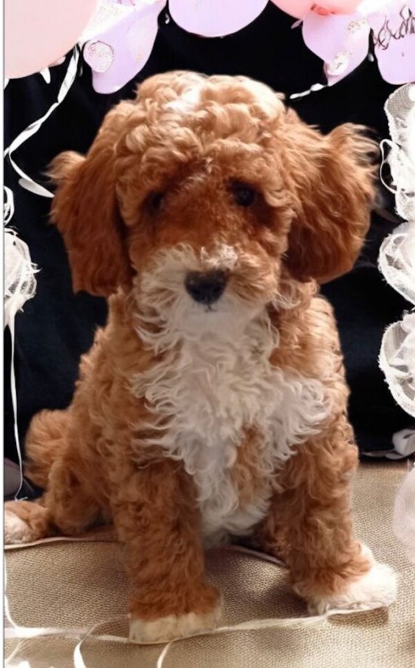 Ceo Maltipoo