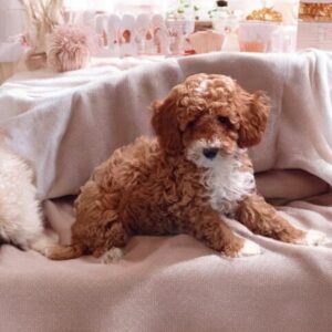 Ceo Maltipoo