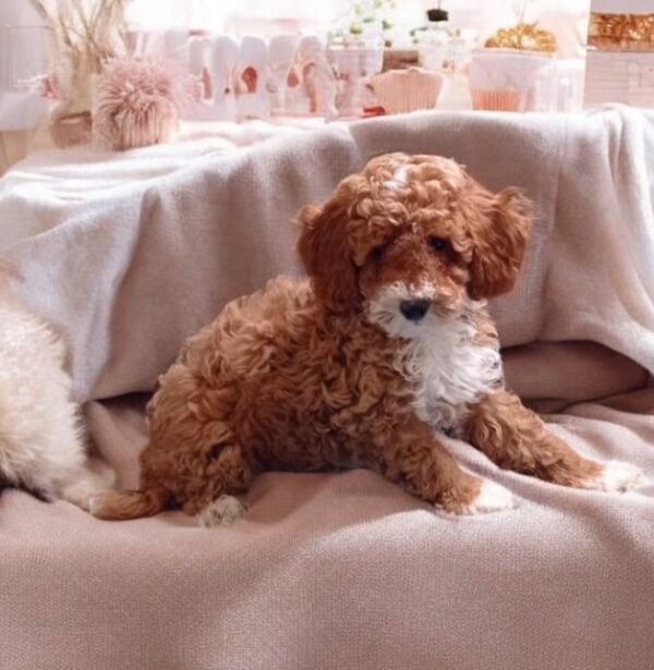 Ceo Maltipoo