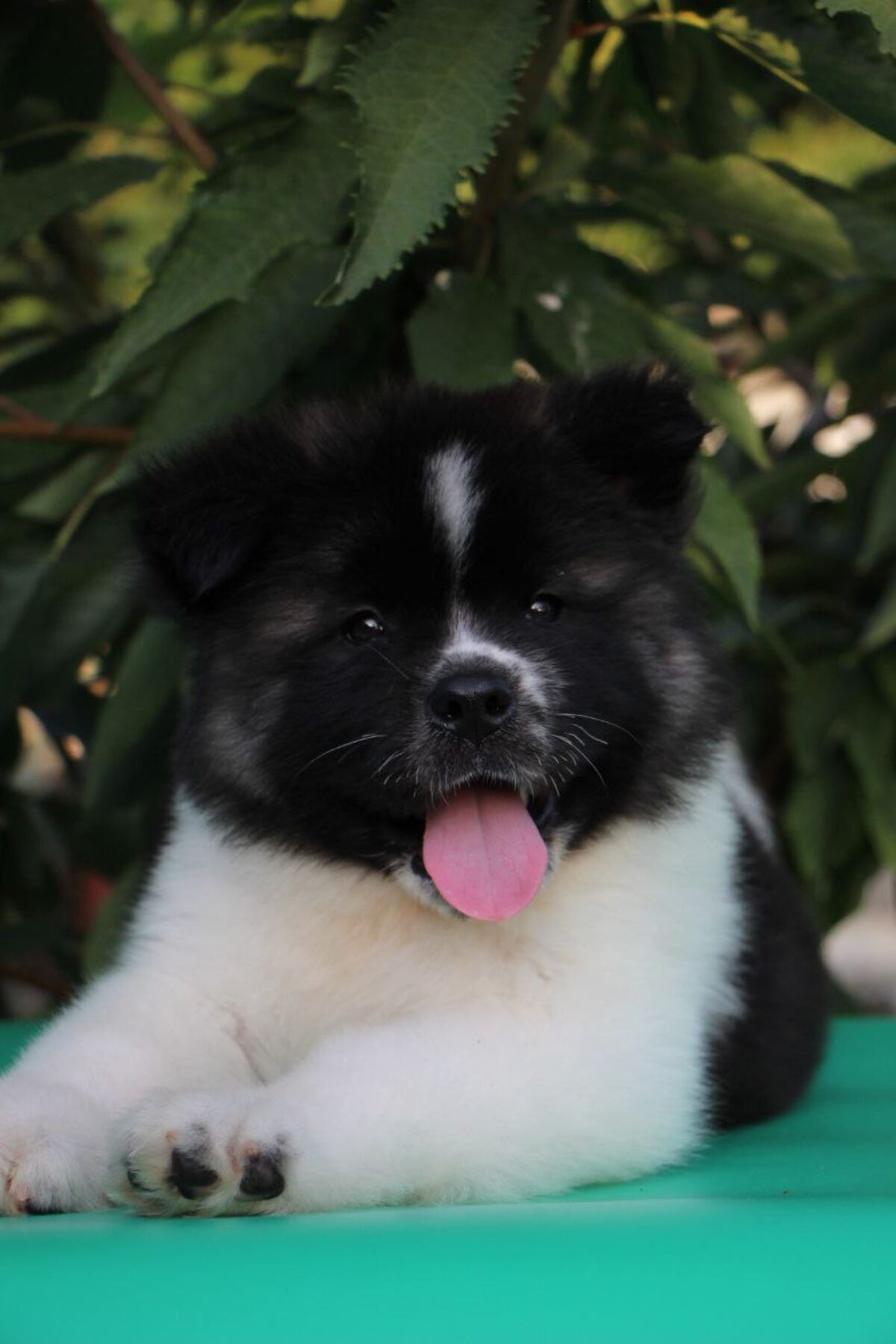 Akita Breed Male Akita Puppies For Sale Japanese Akita Puppies For