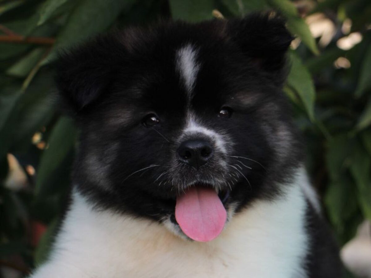 Japanese Brindle Akita Puppies For Sale Akita Pit Bull Akita Mix Breed  Brindle Akita Mix Puppies, image size:1200x900