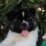 Keiko American Akita