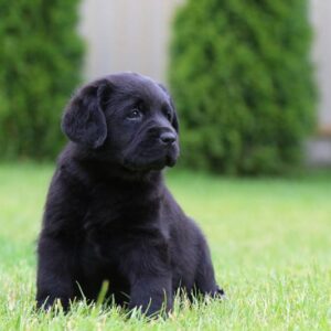 Cherry Labrador Retriever