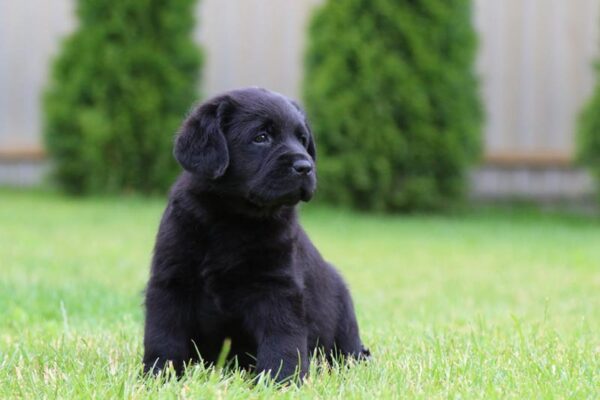 Cherry Labrador Retriever