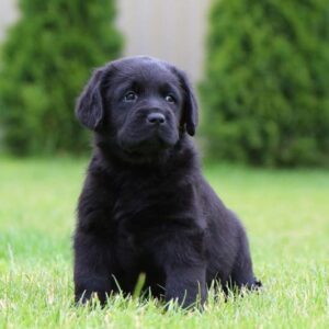 Cherry Labrador Retriever