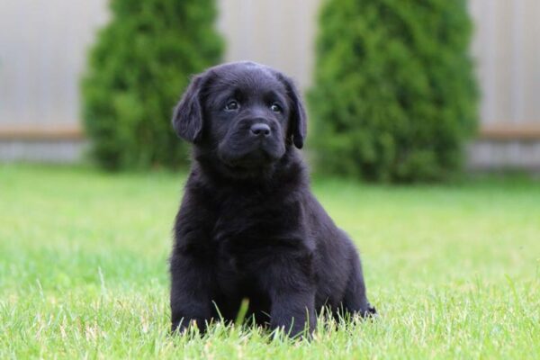 Cherry Labrador Retriever