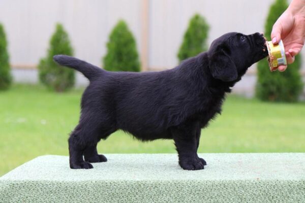 Cherry Labrador Retriever
