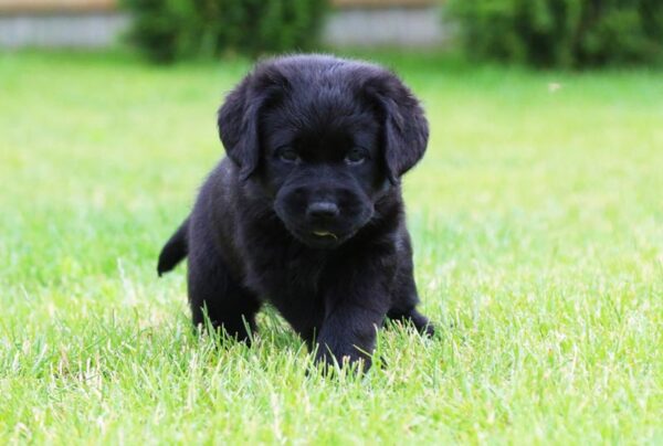 Cherry Labrador Retriever