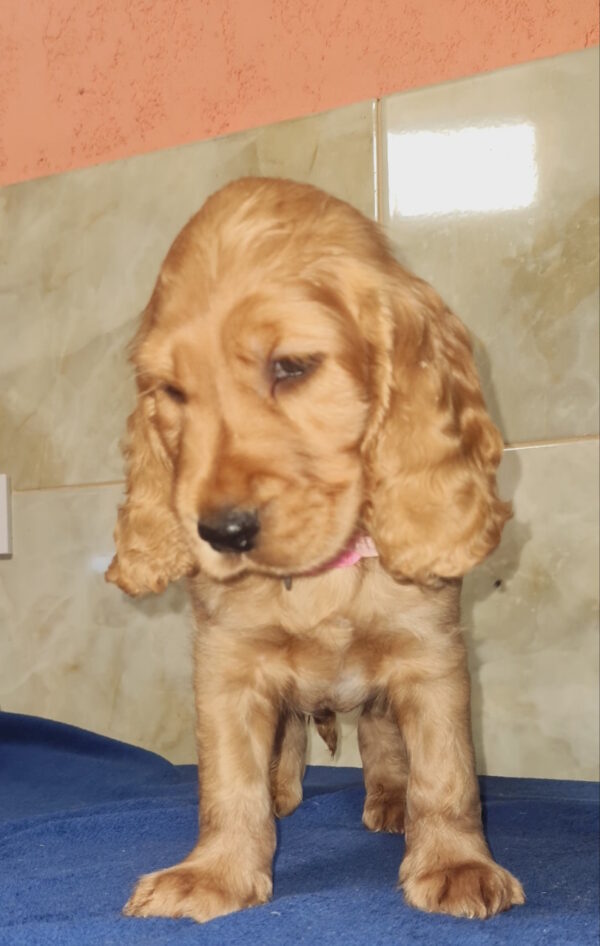 Christmas English Cocker Spaniel