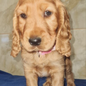 Christmas English Cocker Spaniel