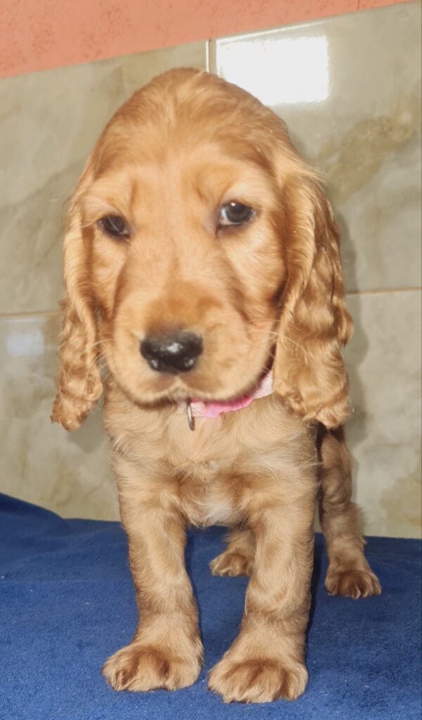 Christmas English Cocker Spaniel