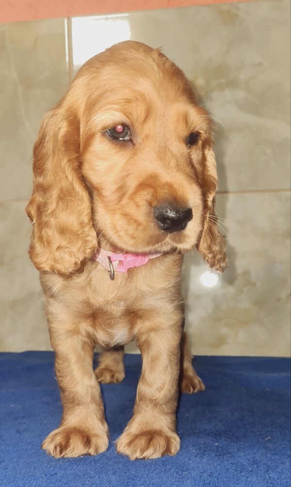 Christmas English Cocker Spaniel