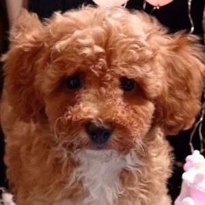 Cintia Maltipoo