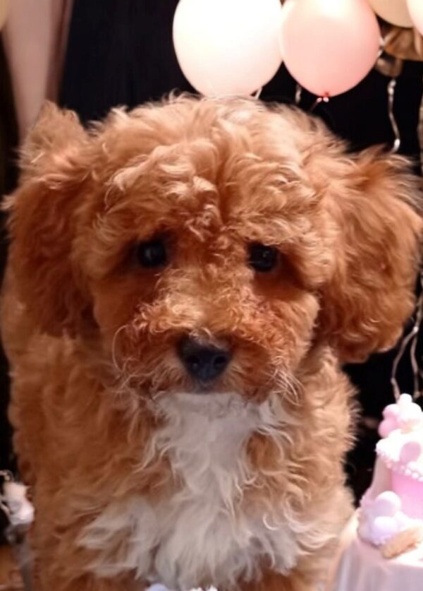 Cintia Maltipoo