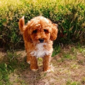 Cintia Maltipoo