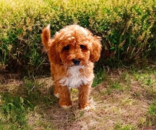Cintia Maltipoo
