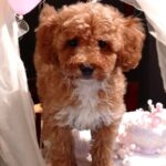 Cintia-female-maltipoo-puppy-for-sale- (3)