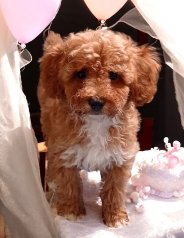 Cintia Maltipoo