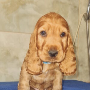 Colt English Cocker Spaniel