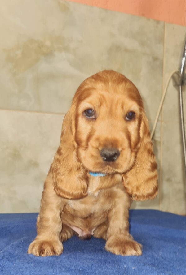 Colt English Cocker Spaniel