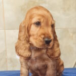 Colt-male-english-cocker-spaniel-puppy-for-sale-1 (2)