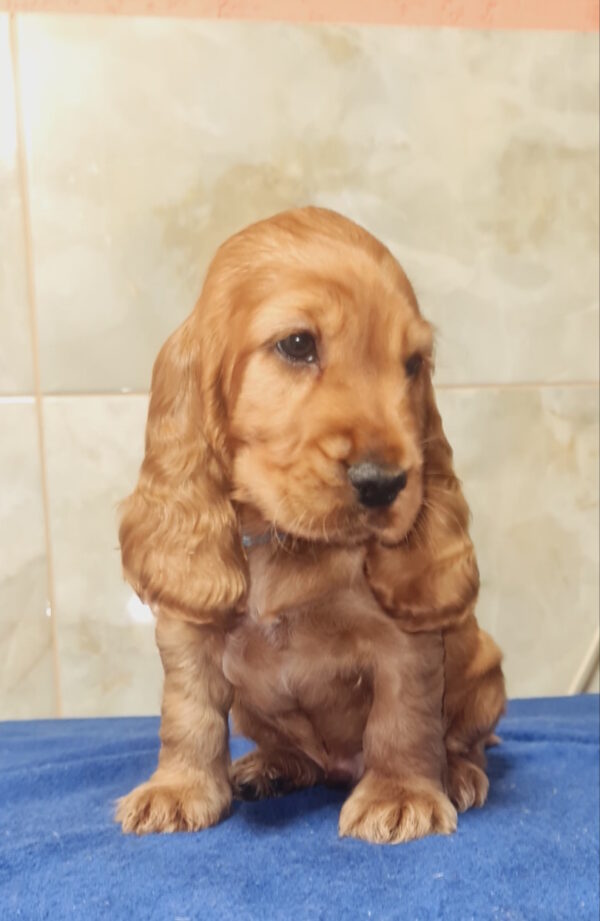 Colt English Cocker Spaniel