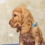 Colt-male-english-cocker-spaniel-puppy-for-sale-1 (3)