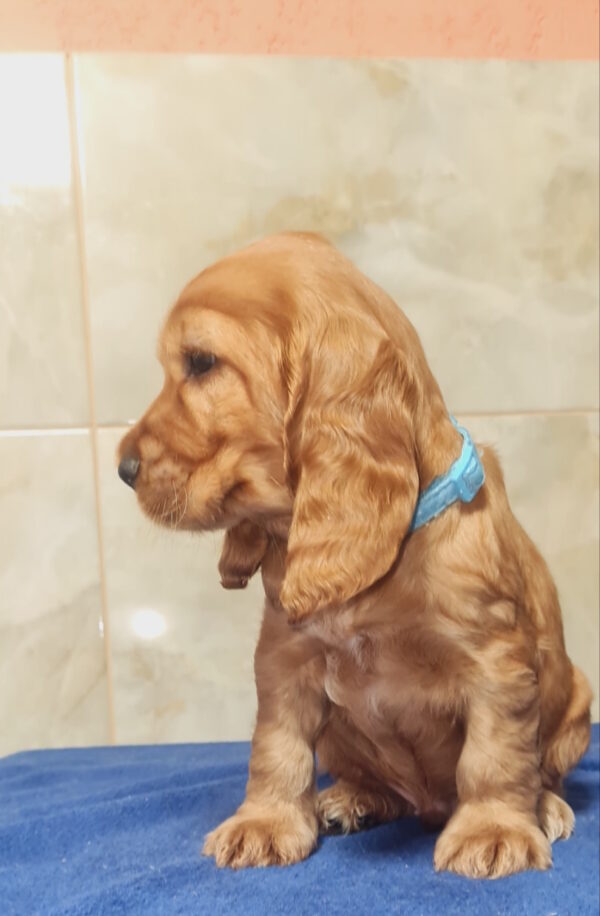 Colt English Cocker Spaniel