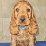 Colt-male-english-cocker-spaniel-puppy-for-sale-1 (4)