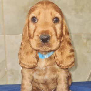 Colt English Cocker Spaniel