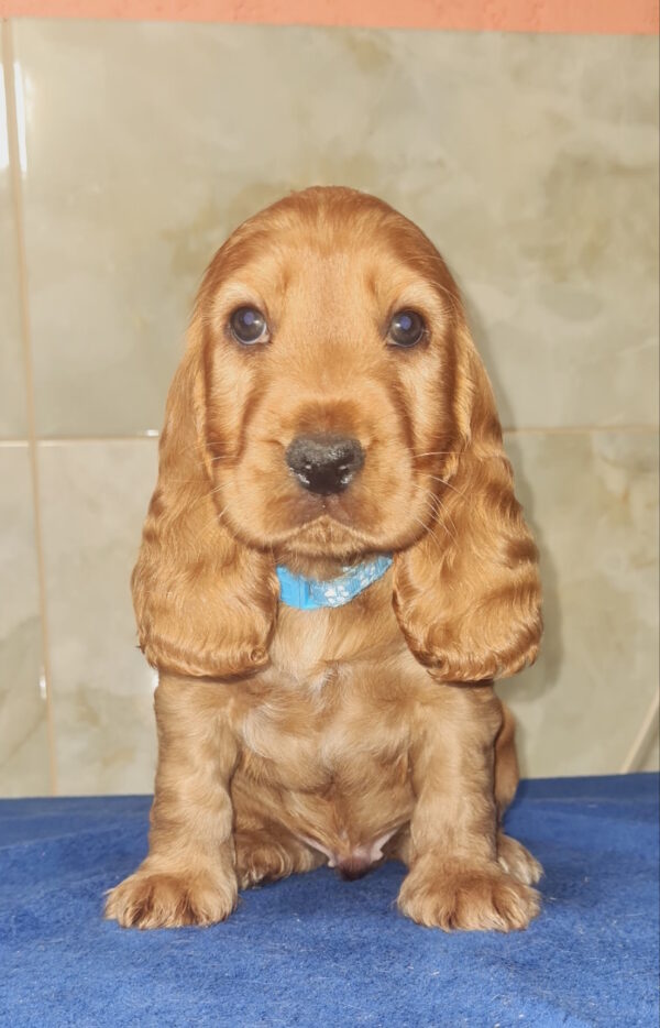 Colt English Cocker Spaniel