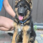 Comandante-male-German-shepherd-puppy-for-sale-1 (1)