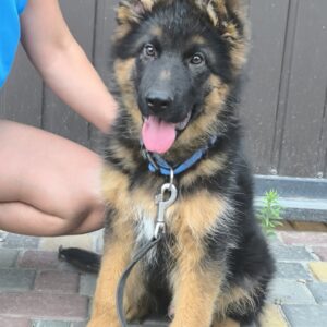 Comandante German Shepherd